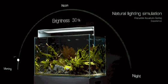世上最智能的水族箱照明系统 能“因鱼制光”