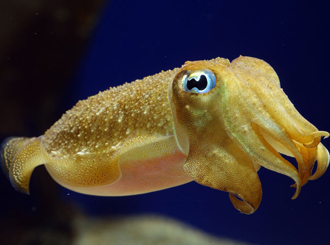 calamari-subacquea-3249674